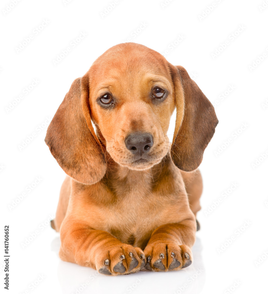Dachshund puppy dog lying in front view. isolated on white background