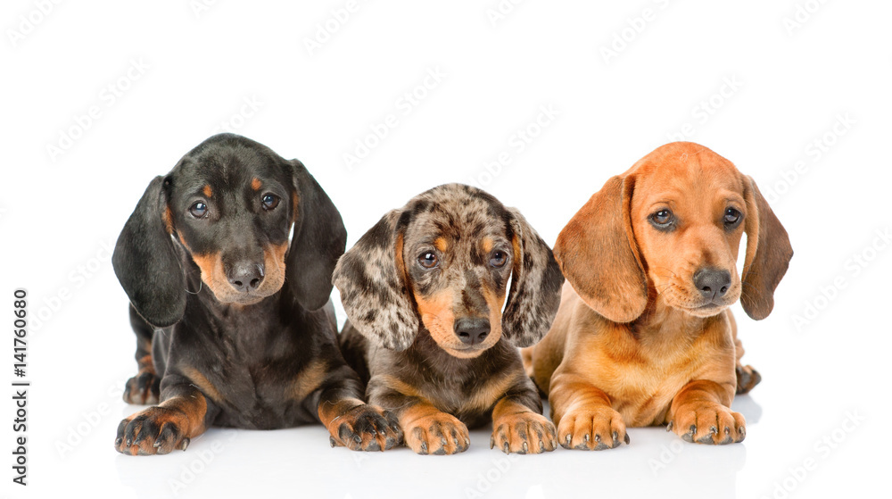 Group Dachshund puppies lying together. isolated on white background