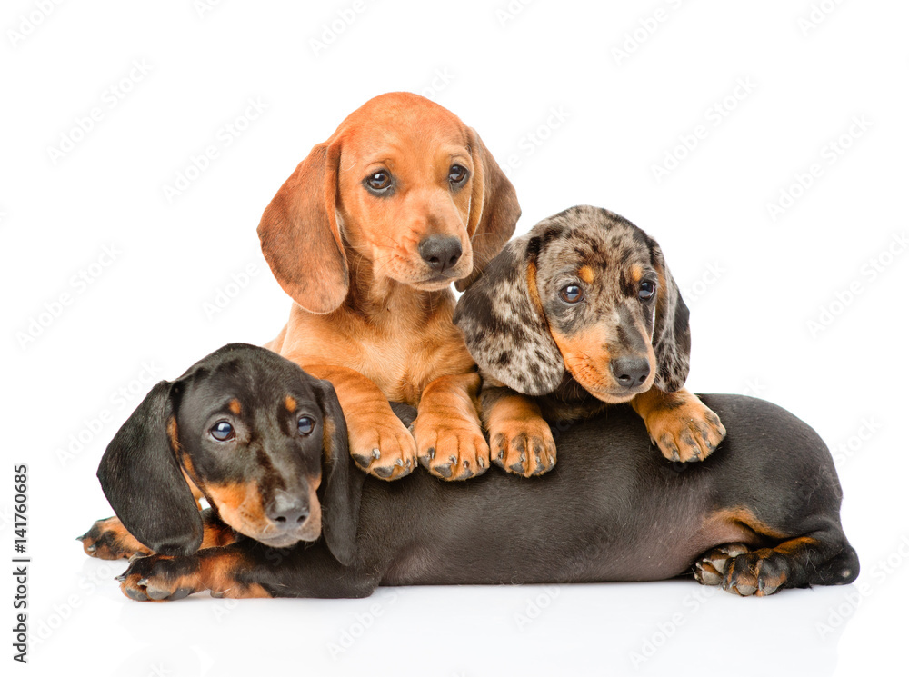 Group Dachshund dogs lying together. isolated on white background