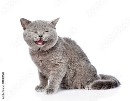 Bild auf Leinwand Happy Scottish kitten looking at camera