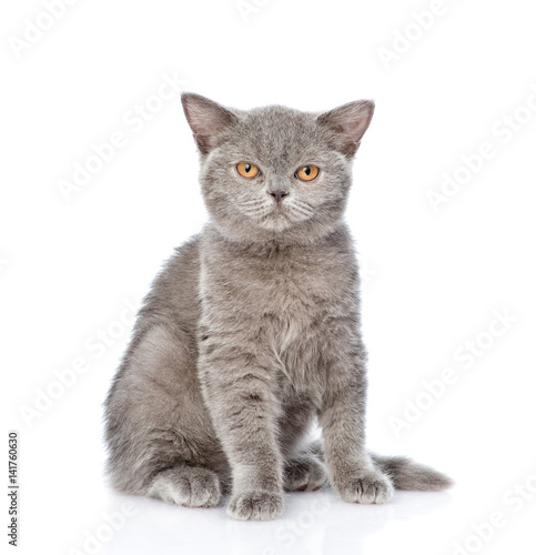 Young Scottish kitten sitting and looking at camera. isolated on white background