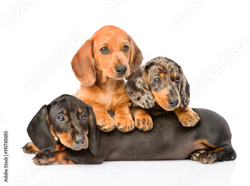 Group Dachshund dogs lying together. isolated on white background