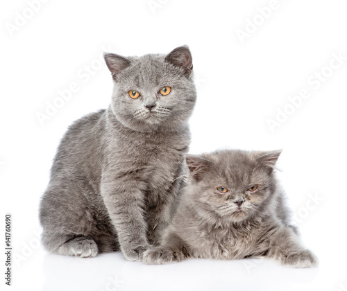 Two Scottish cats sitting together. isolated on white background