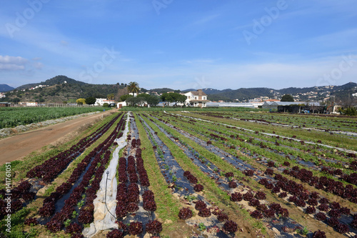 The typical vegetable garden of El Maresme  near Malgrat de Mar, Barcelona province, Catalona, Spain photo