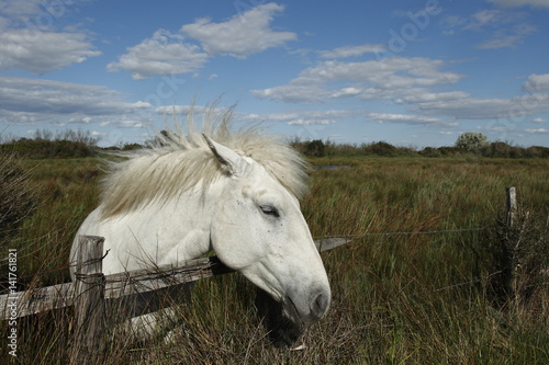 Cavallo razza Camargue