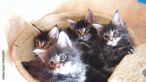 Funny Maine coon cats lying in hammock move their heads back and forth. 1920x1080