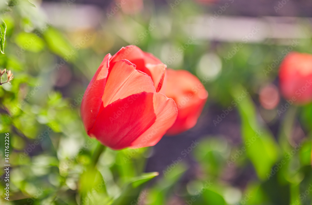 Spring tulips on the meadow under sun rays Spring tulips on the meadow under sun rays