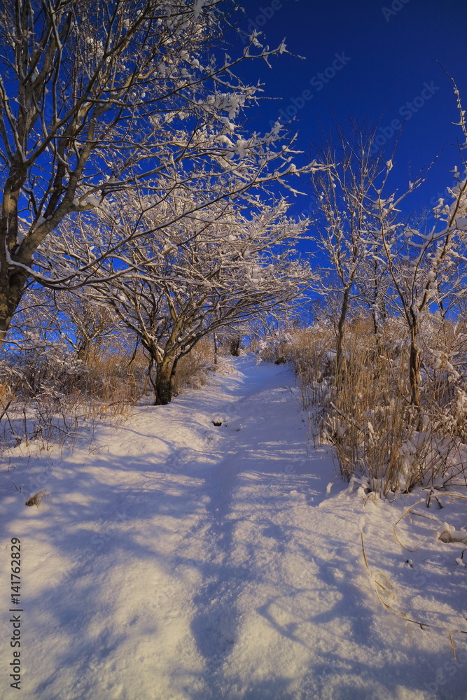 山中湖大平山から雪景色の登山道stock Photo Adobe Stock