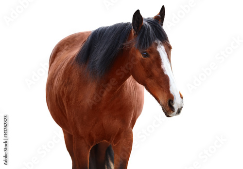 Portrait of Bay horse on a white background