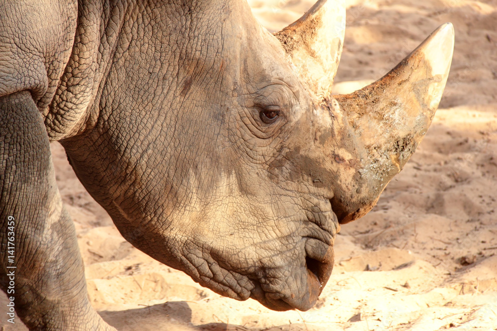 Obraz premium Rhinocéros