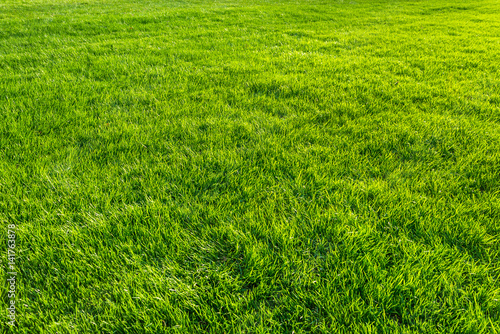 Wallpaper Mural Afternoon green natural lawn - 午後の天然芝　横２ Torontodigital.ca
