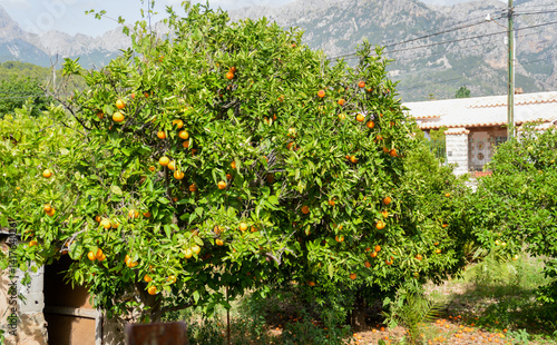 Orangenbaum in einem Garten auf Mallorca
