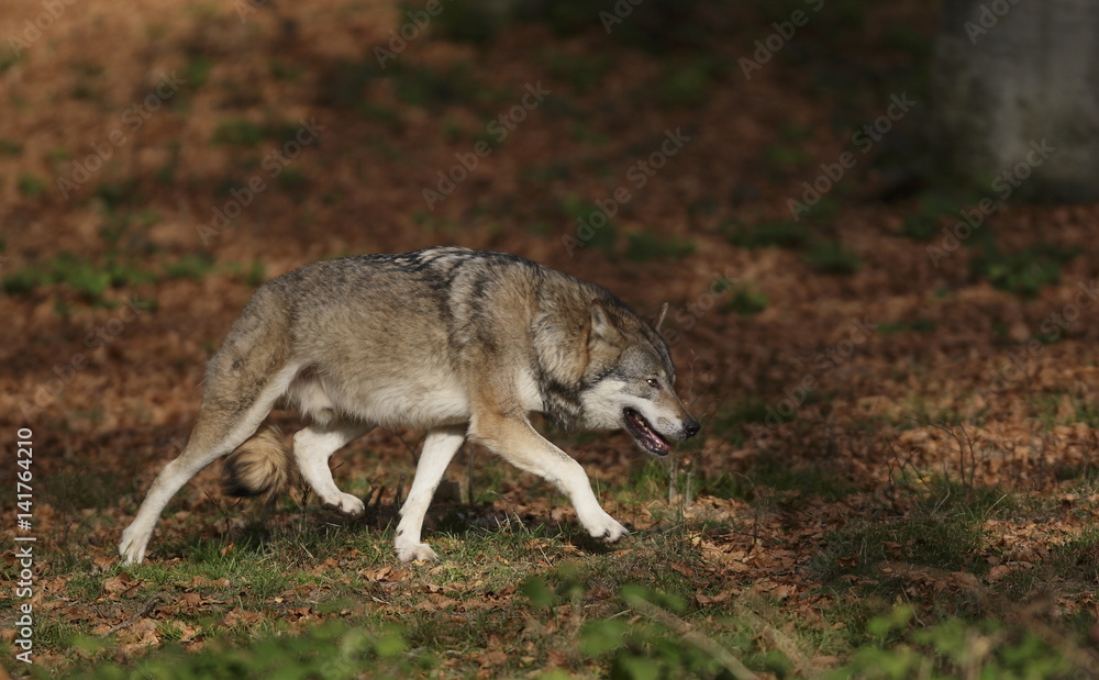 Fototapeta premium Lupo