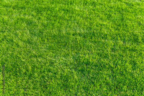 Fototapeta Popołudniowy zielony naturalny trawnik - naturalny przegląd popołudniowej naturalnej trawy