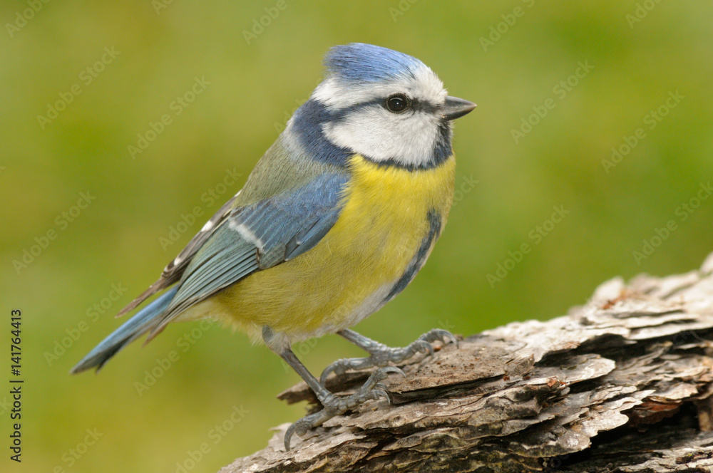 Eurasian blue tit, bird, Antola Park, Liguria, Vobbia Eurasian blue tit, bird, Antola Park, Liguria, Vobbia