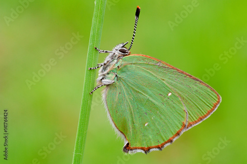 Callophrys rubi, Casareggio, Liguria, Italy photo