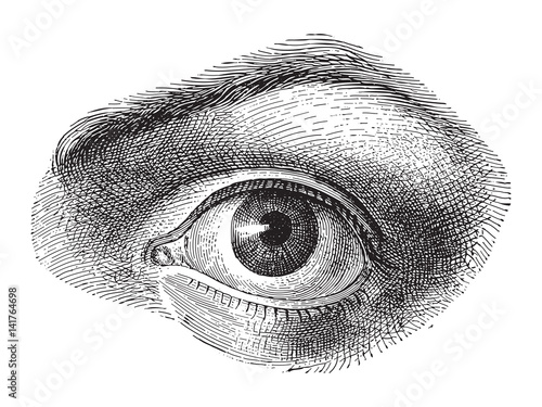 Human eye - Vintage illustration 