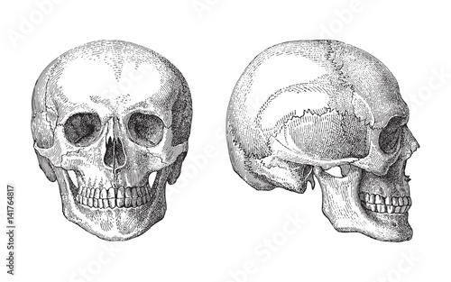 Human skull / vintage illustration 