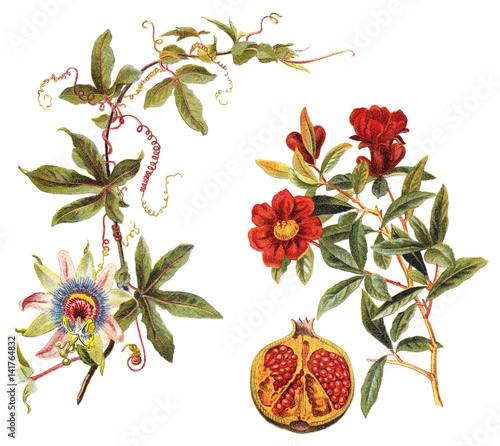 left: Blue Passion Flower (Passiflora caerulea) and right: Pomegranate (Punica granatum) / vintage illustration 