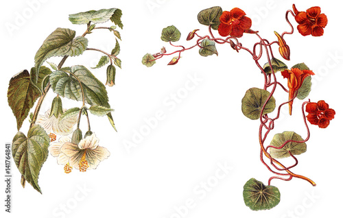 Abutilon (left) and Tropaeolum or Nasturtium (right) / vintage illustration 