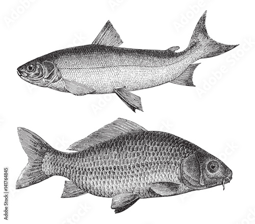 Maraene (Coregonus maraena) above and Common carp (Cyprinus carpio) under / vintage illustration  photo