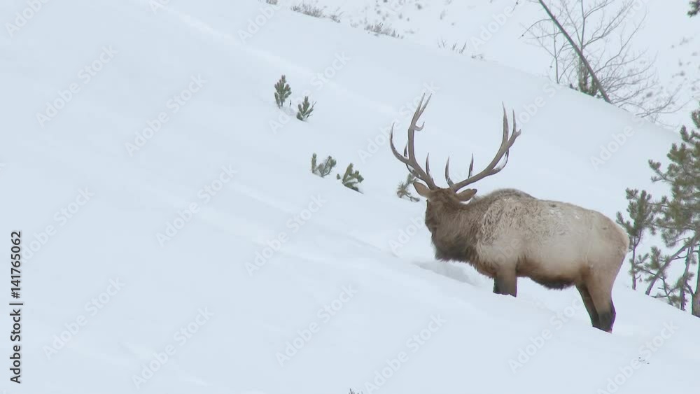 Elk (Cervus elaphus) or Wapiti, lone large bull in deep snow, digging for something to graze on. Elk (Cervus elaphus) or Wapiti, lone large bull in deep snow, digging for something to graze on.