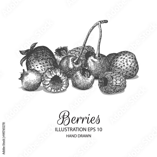 Berries hand drawn illustration by ink and pen sketch. Isolated vector design for using in natural or organic fruit product and health care goods.
