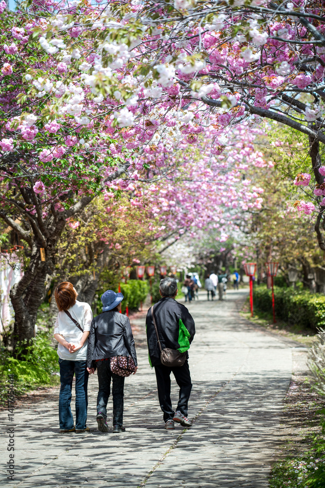 HOKKAIDO, JAPAN - MAY 7, 2015 : Cherry blossom in public park, Hokkaido has a long blooming season that lasts from late April to late May which attracts many tourist to come here.