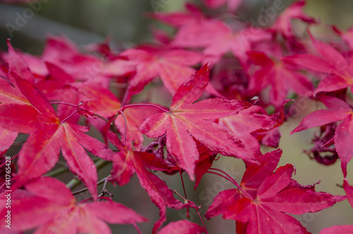 Close up of maple leaves in late autumn