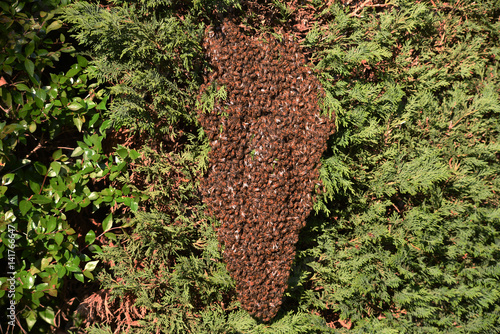 Essaim d'abeilles dans un buisson photo