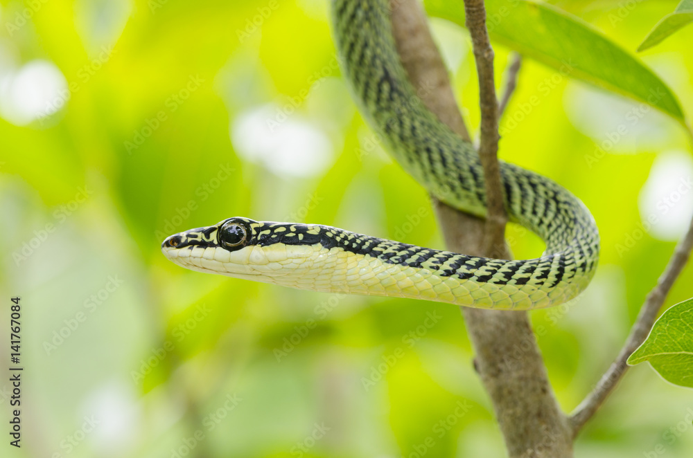 Fototapeta premium close-up of green mamba snake on tree, tropical forest, Thailand
