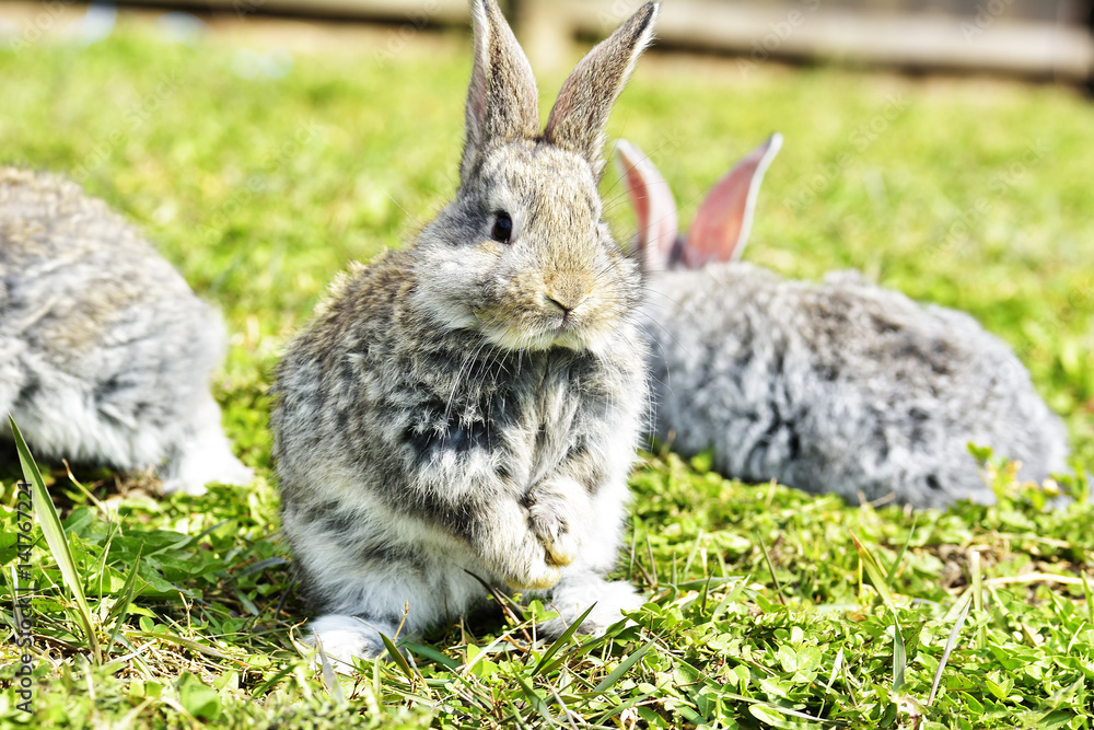 Fototapeta premium Little rabbits sitting outdoors in spring