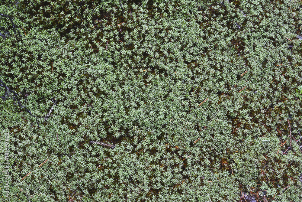 background of green moss background of green moss