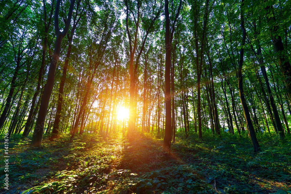 Fototapeta premium beautiful green forest