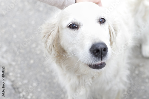 Portrait of a beautiful young dog - golden retriever.