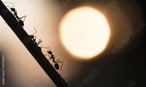 Canvas Print A parade of ants