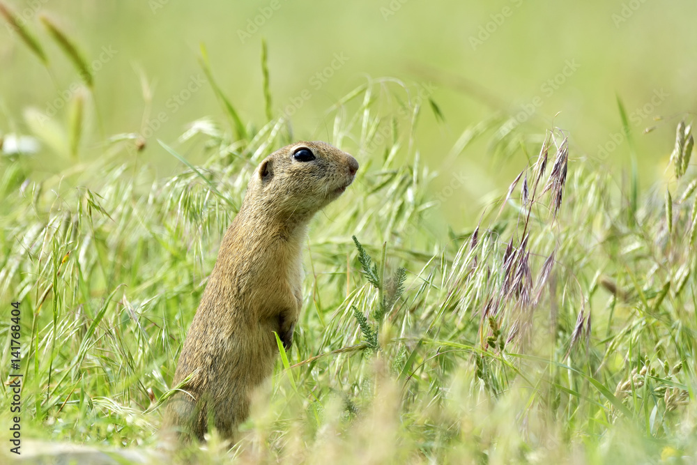 Fototapeta premium gopher in the nature