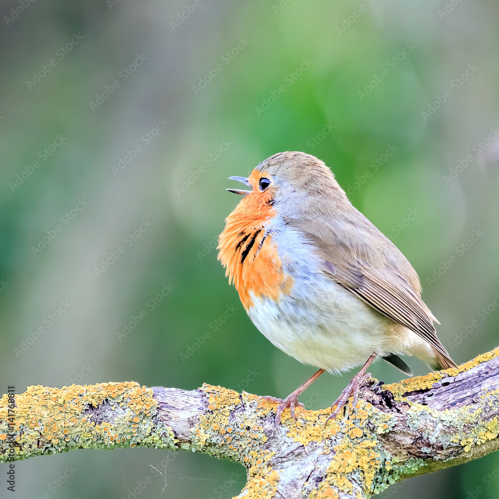 Joli petit oiseau perché sur une branche: Rouge-gorge familier - Erithacus rubecula - European Robin
Joli petit oiseau perché sur une branche: Rouge-gorge familier - Erithacus rubecula - European Robin