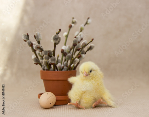 funny chicken stands beside the flower pot on a sunny day, easter