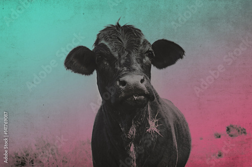Pop art style black Angus cow image, great for decor print or agriculture background.