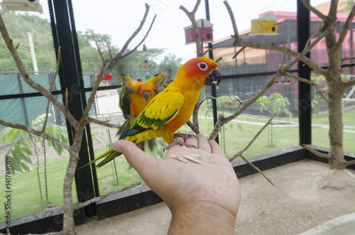 Bird feeding on hand