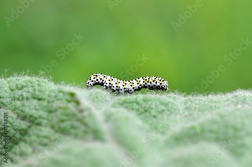 The mullein moth (Cucullia verbasci) caterpillar on food plant. Brightly colored larva in family Noctuidae on great mullein (Verbascum thapsus) © Ivan