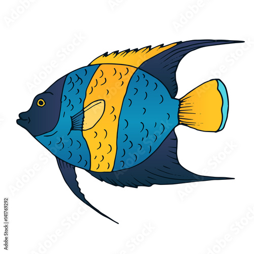 Vector fish, coral fish hand drawn colorful illustration. Sketch with arabian angelfish, marine animal