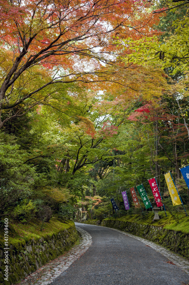 Naklejka premium Colourful leaves in Japanese garden in Kyoto during autumn