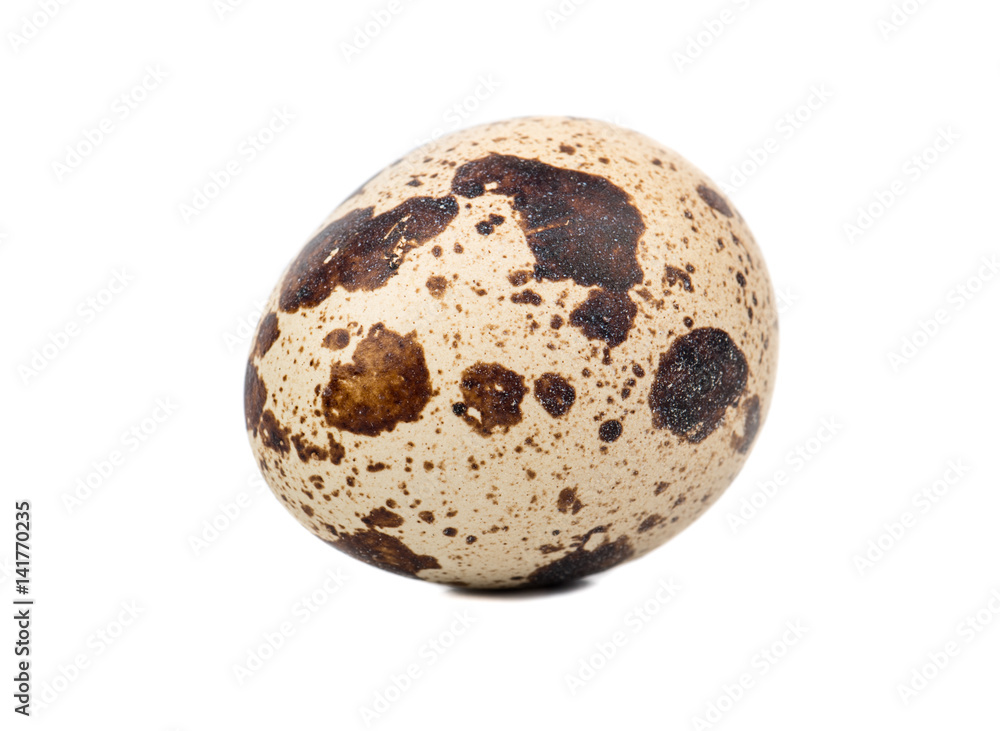 Obraz premium Spotted raw quail egg isolated on white background