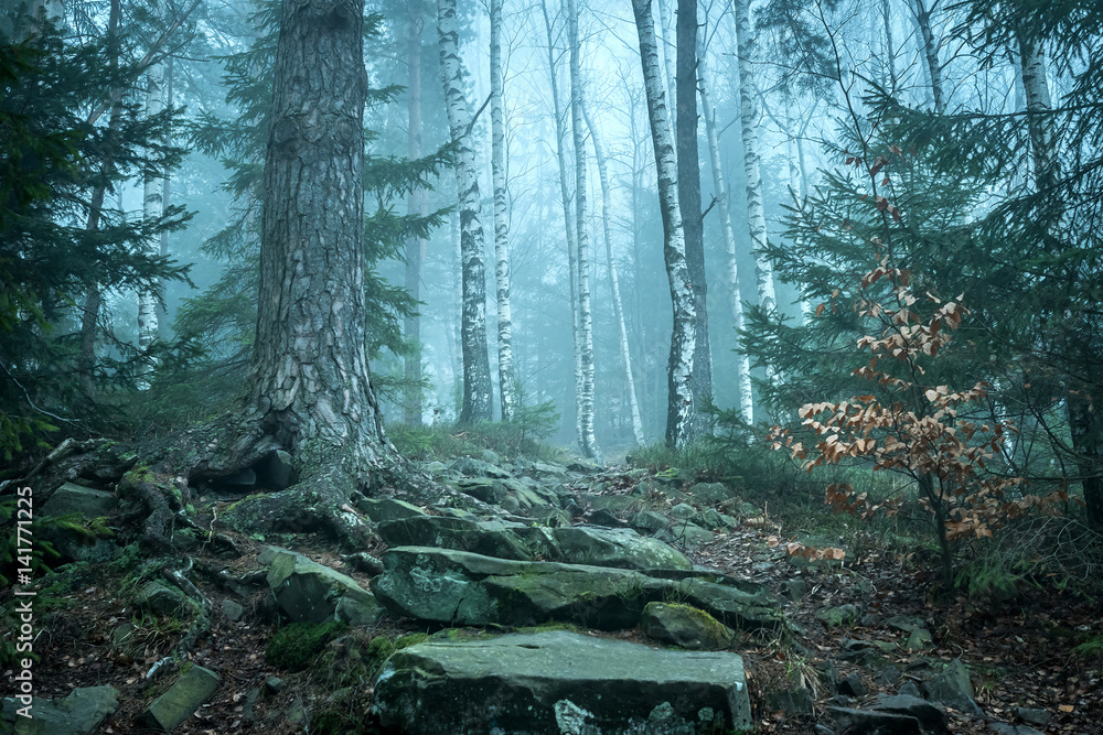 beautiful green landscape of misty wood beautiful green landscape of misty wood