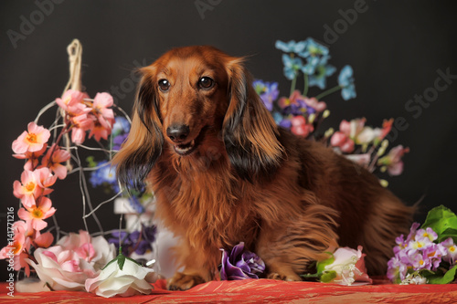 Longhaired red dachshund and flowers photo