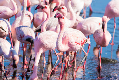 Group of pink flamingos on the sea at Walvis Bay  the atlantic coast of Namibia  Africa.