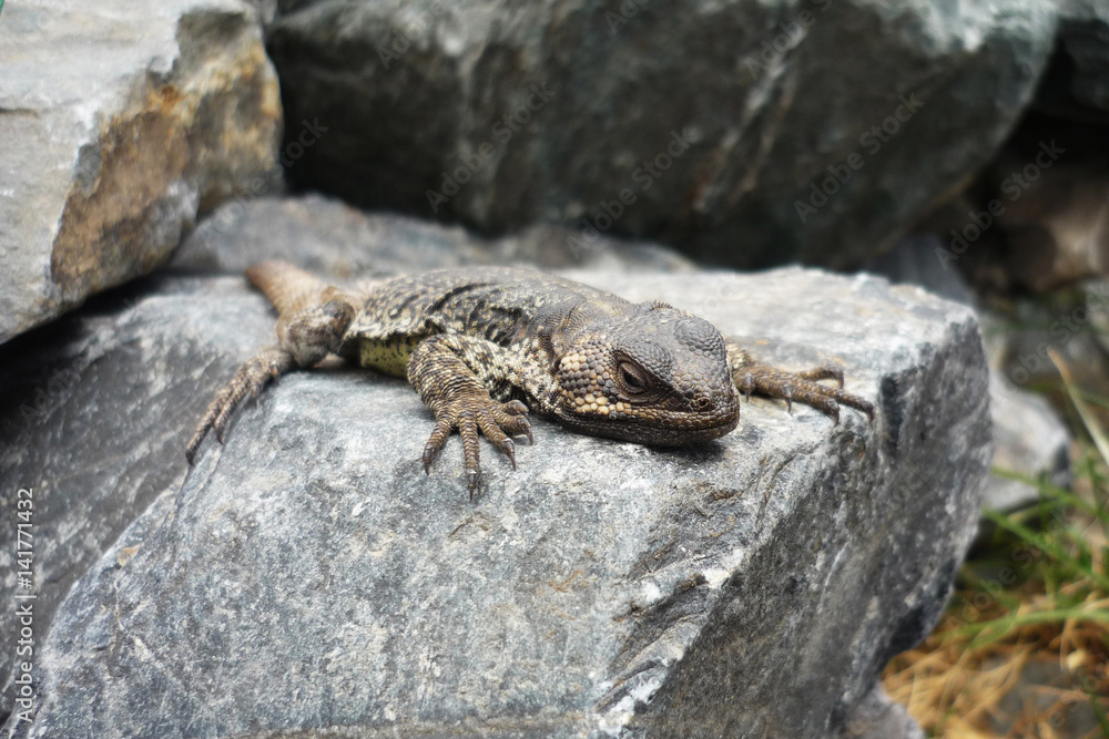 Lizard on stone in Andes mountains, Argentina Lizard on stone in Andes mountains, Argentina
