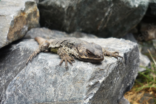 Lizard on stone in Andes mountains  Argentina